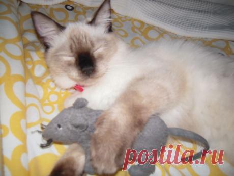 кошуля Муля с любимым мышом Захаром.