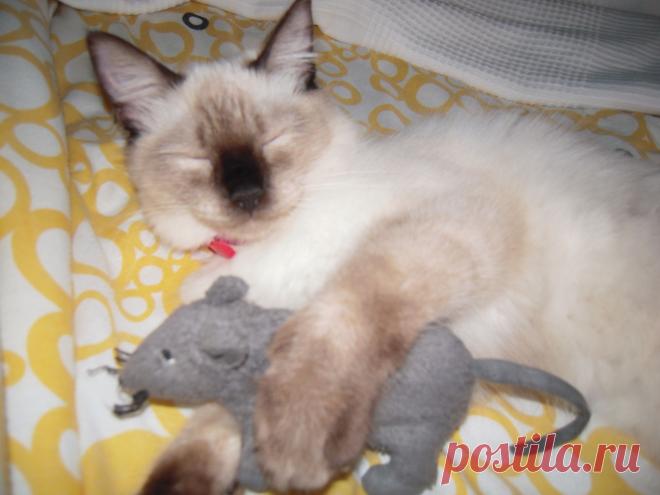 кошуля Муля с любимым мышом Захаром.