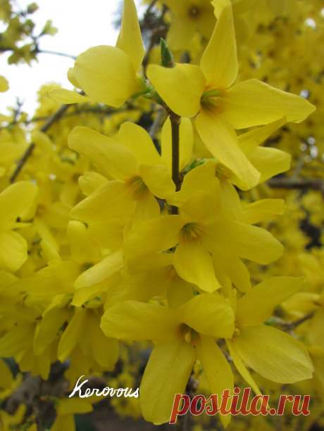kerovous:
“Own picture : # 101, 支那連翹, Forsythia
”
