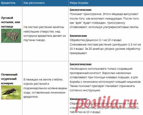 Собрали всех огородных вредителей в одной статье и рассказали, как с ними бороться