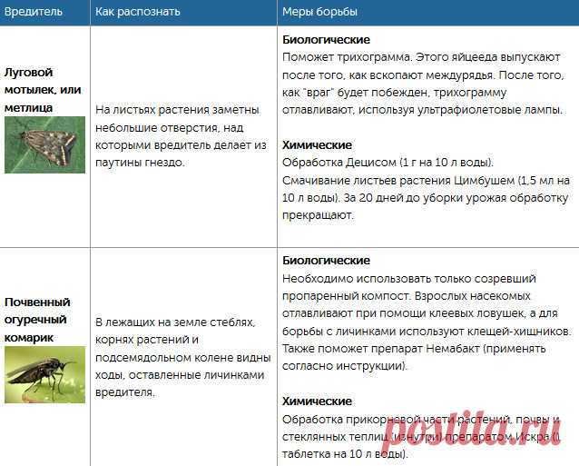 Собрали всех огородных вредителей в одной статье и рассказали, как с ними бороться