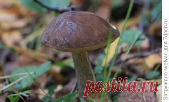 Грибы пошли!