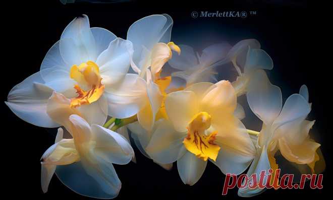 Как генерирует орхидею нейронка
Эти образцы существуют только на рисунке, потому что полностью придуманы и отрисованы нейросетью. 
Источник фото: нейросети Midjourney