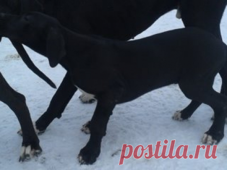 (2) Одноклассники