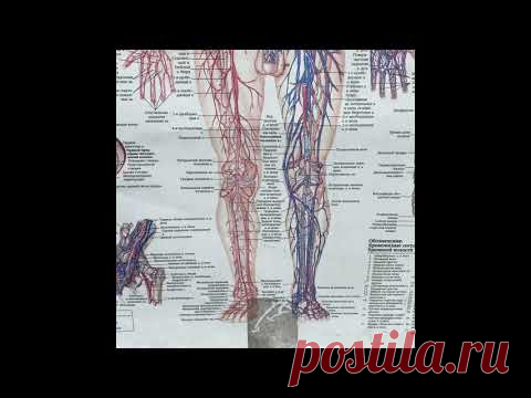 Ошибки при диафрагмальном дыхании- не находится застой= боль, а это главное для устроения эрозий язв и рака.
Это и есть основа для очищения и освобождения сосудов и крови от тромбов.
Застой- это все причины, в том числе и причина болезни.
Надо искать причину болезни в себе, а не в других.
Я часто советую своим пациентам заниматься дыханием животом, но они этого не делают.
А я знаю что делать если застой.
Нужно сделать несколько упражнений, чтобы застой рассосался и вы почувствовали облегчение.…