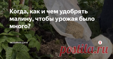 Когда, как и чем удобрять малину, чтобы урожая было много? Правильно подобранными удобрениями можно регулировать здоровье малинника, влиять на его плодоношение и внешний вид. Прежде чем начать работать на получение большого урожая, следует уделить внимание самому кустарнику. Если его листья начали несвоевременно желтеть, но сохранять зеленый цвет прожилок, то это свидетельствует о нехватке железа, значит сперва нужно восполнить потери этого элемента. Когд