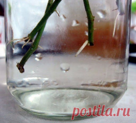 Стимуляторы корнеобразования.