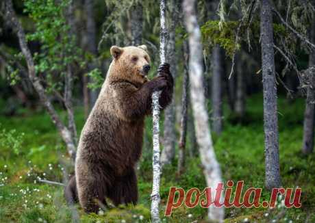 Распознать медведя. Как мониторинг хищников поможет жителям Севера. Систему видеомониторинга бурых медведей запустил на Крайнем Севере МегаФон. Она должна помочь местным жителям избежать неприятных и опасных встреч не только с косолапыми, но и с другими хищниками.