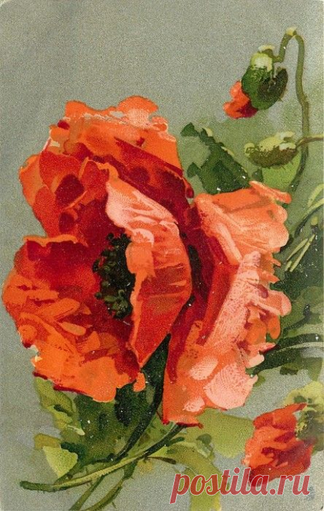 (723) Catherine Klein (vintage postcard, 1907) | Мак