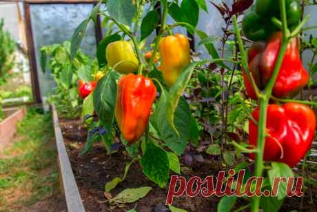 Без проблем получаем хороший урожай сочного перца в теплице и в открытом грунте — ничего сложного, а результат отличный | Азбука огородника | Яндекс Дзен