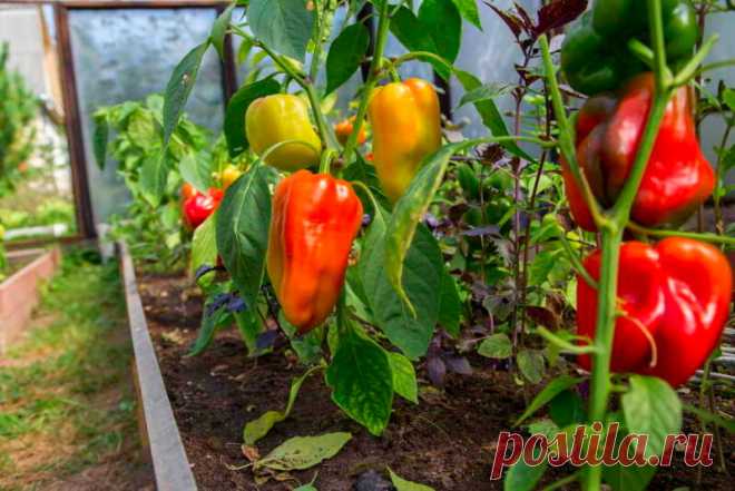 Без проблем получаем хороший урожай сочного перца в теплице и в открытом грунте — ничего сложного, а результат отличный | Азбука огородника | Яндекс Дзен