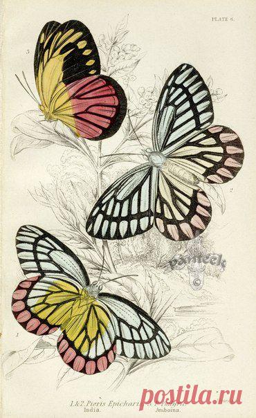 Картинки для творчества | 1 772 фотографии | ВКонтакте