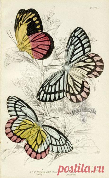 Картинки для творчества | 1 772 фотографии | ВКонтакте