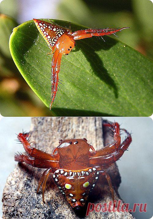 Треугольный паук | ЖИВОЙ УГОЛОК