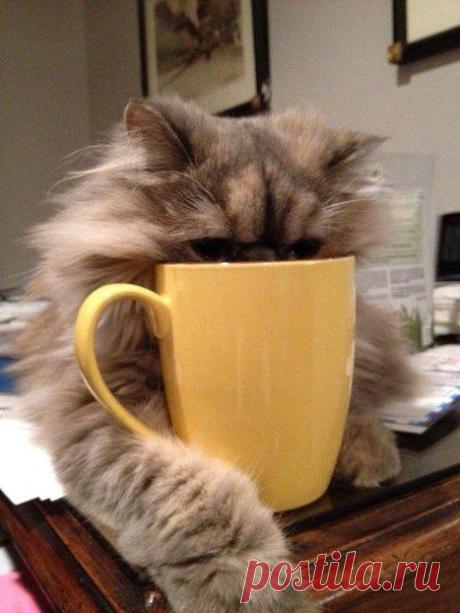 Buenos días! Una taza de cafecito? / Изучаем Испанский