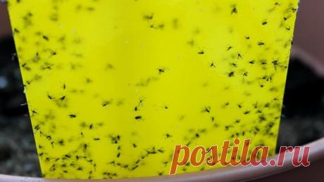 10 методов борьбы с мошками в горшках с растениями — Копилочка полезных советов