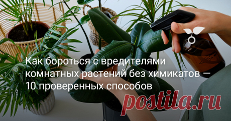 Как бороться с вредителями комнатных растений без химикатов — 10 проверенных способов Малозаметные вредители могут погубить ваше любимое растение прежде, чем вы это заметите. Чаще всего для профилактики и лечения комнатных цветов используются готовые химические препараты. Но знаете ли вы, что, приложив немного усилий, некоторые травы можно превратить в пестициды? Они не только эффективны, но и безопасны для детей и домашних животных при соблюдении инструкций. В статье вы н...