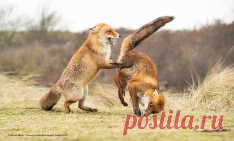 Comedy Wildlife Photography Awards