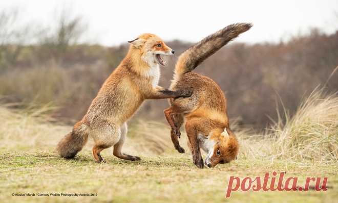 Comedy Wildlife Photography Awards