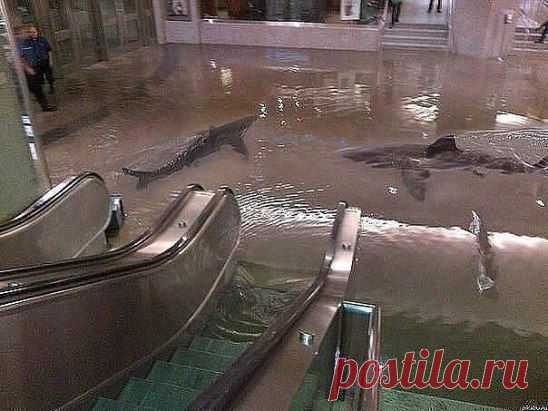 3D рисунок на полу в супермаркете..!ЖМИТЕ КЛАСС и посмотрите изменений в рисунке.