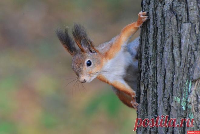 Фото: Белка. Фотограф Константин Анисимов. Фото животных. Фотосайт Расфокус.ру