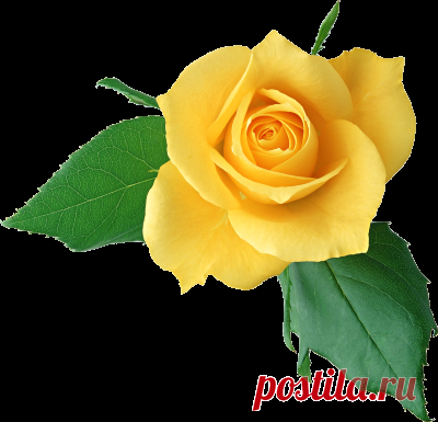 Dies enthält ein Bild von: Rose Vine PNG Transparent Image png for Free Download | DLPNG