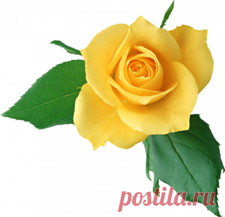 Dies enthält ein Bild von: Rose Vine PNG Transparent Image png for Free Download | DLPNG