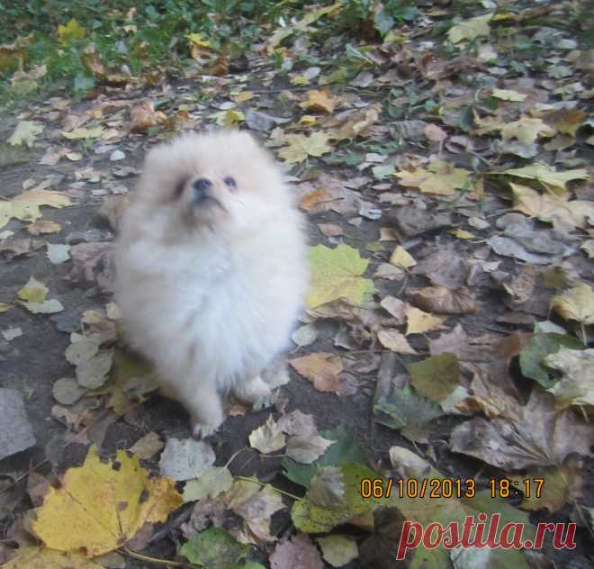 Осенний листопад