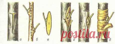 Основные способы прививки яблонь | Дача - впрок