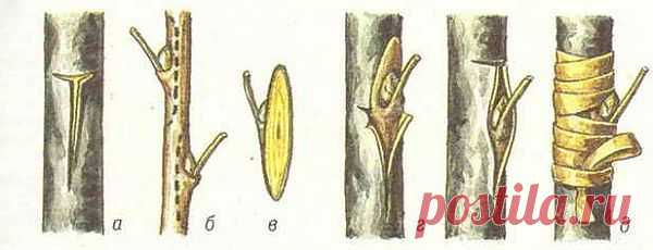 Основные способы прививки яблонь | Дача - впрок
