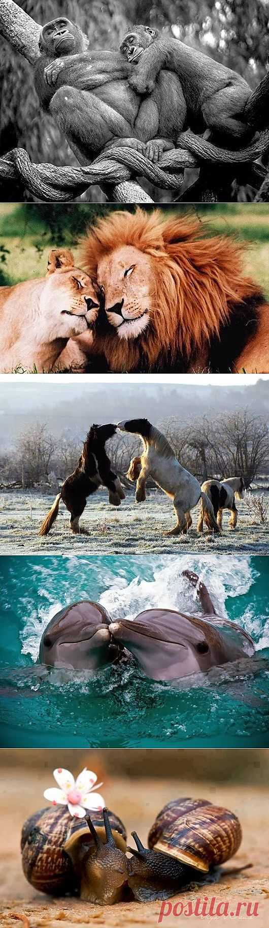 Такая.... зверская любовь…от Михалыча!!! | 5минутка