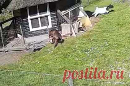 Козел и петух спасли курицу от ястреба и попали на видео. Козел и петух на ферме в Голландии бросились на помощь курице, на которую напал ястреб-тетеревятник. Произошедшее попало на запись камеры видеонаблюдения. В конце концов, животным удалось отбить курицу у напавшей на нее хищной птицы. Видео с животными стало вирусным в соцсетях.