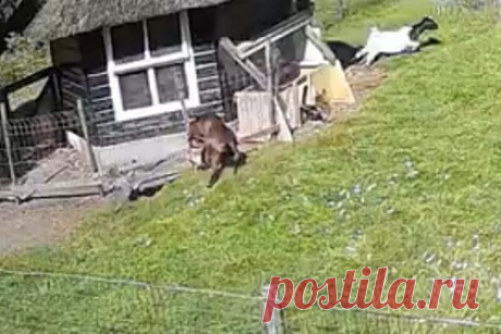 Козел и петух спасли курицу от ястреба и попали на видео. Козел и петух на ферме в Голландии бросились на помощь курице, на которую напал ястреб-тетеревятник. Произошедшее попало на запись камеры видеонаблюдения. В конце концов, животным удалось отбить курицу у напавшей на нее хищной птицы. Видео с животными стало вирусным в соцсетях.