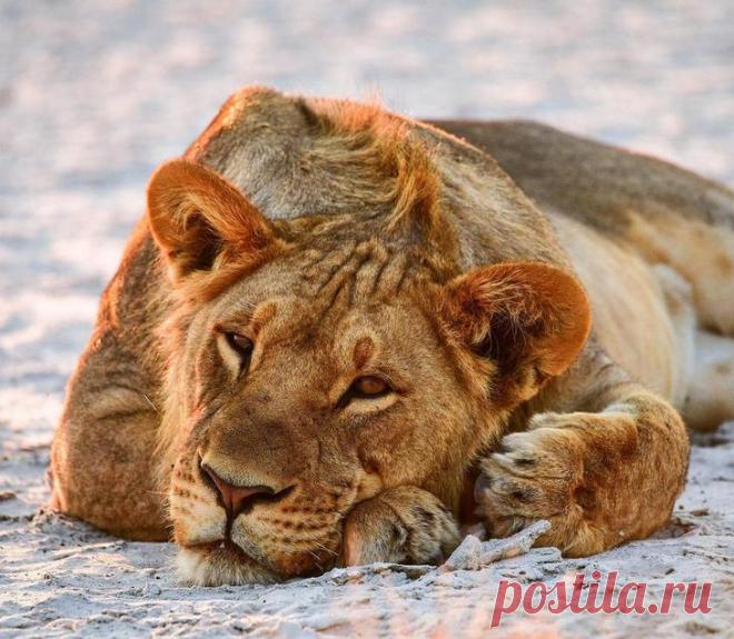 Дикие животные Африки на снимках Стивена Довера