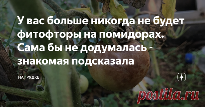 У вас больше никогда не будет фитофторы на помидорах. Сама бы не додумалась - знакомая подсказала Каждый год находила в теплице с помидорами больные растения, в ужасе выдергивала и сжигала ботву, боясь распространения грибка по всему участку.
Но я не знала, что достаточно один раз обработать свою теплицу - и в ней больше не будет возбудителя фитофторы.
Мне знакомая это подсказала - говорит, что ты каждый год маешься с этой ботвой, выдергиваешь, сжигаешь, а споры все равно в земле ведь