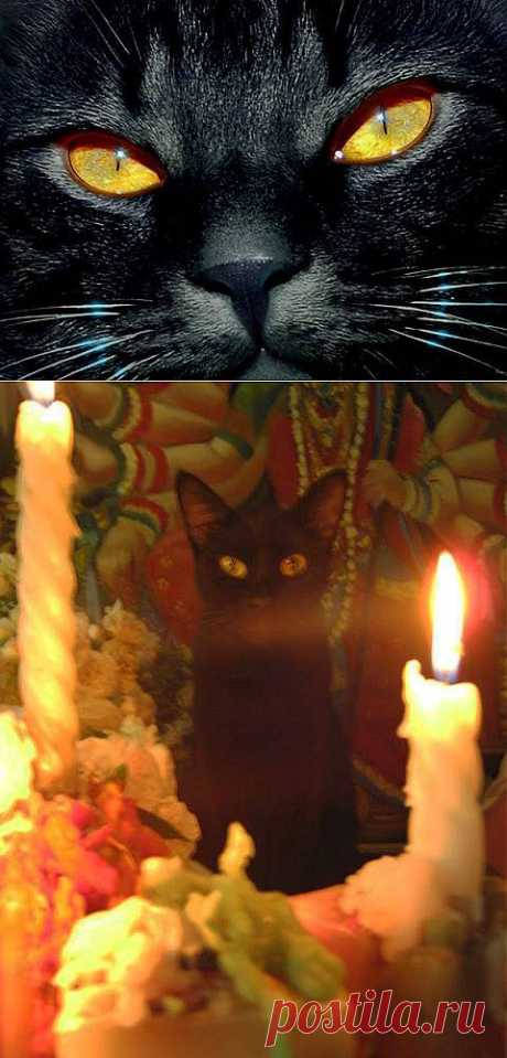 Чёрные кошки