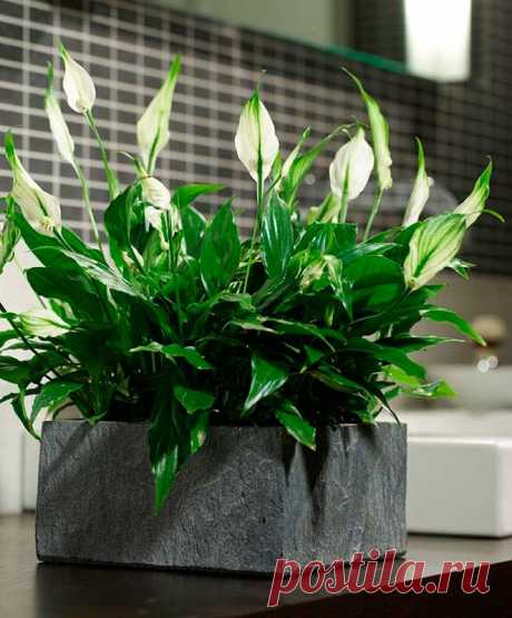 Комнатное растение Спатифиллум (Spathiphyllum). Название рода происходит от греческих слов spatha - &quot;покрывало&quot; и phyllon - &quot;лист&quot; и указывает на особенности строения цветка у этой группы тропических растений. В продажу обычно поступают многочисленные гибриды спатифиллумов, выведенные за многие годы селекции этих эффектных растений. Высота растения в комнатных условиях достигает 40 см и более. Цветение обычно начинается весной, иногда осенью оно происходит повторно.