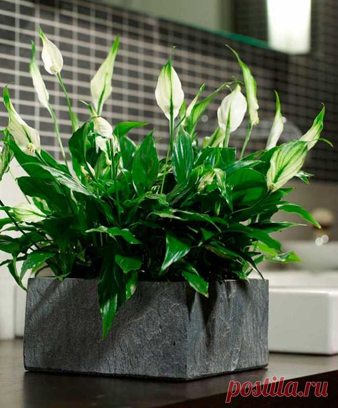 Комнатное растение Спатифиллум (Spathiphyllum). Название рода происходит от греческих слов spatha - "покрывало" и phyllon - "лист" и указывает на особенности строения цветка у этой группы тропических растений. В продажу обычно поступают многочисленные гибриды спатифиллумов, выведенные за многие годы селекции этих эффектных растений. Высота растения в комнатных условиях достигает 40 см и более. Цветение обычно начинается весной, иногда осенью оно происходит повторно.
