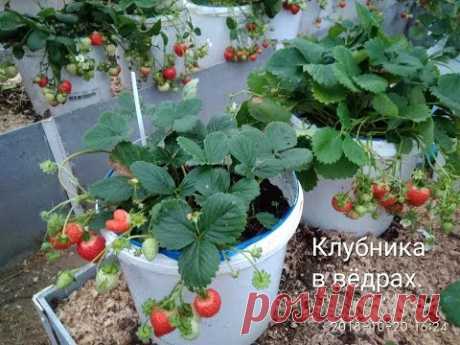 Суперспособ выращивания клубники