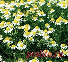 Комнатные растения, уход, энциклопедия растений, домашние цветы, фото, названия