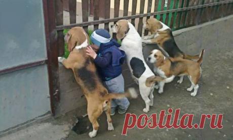 Маленькие дети и их большие собаки