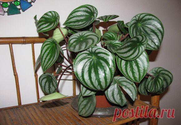 Как ухаживать за пеперомией в домашних условиях