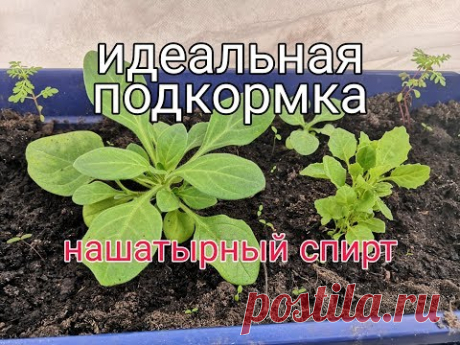 ИДЕАЛЬНАЯ ПОДКОРМКА для наших растений,ВЕСНОЙ