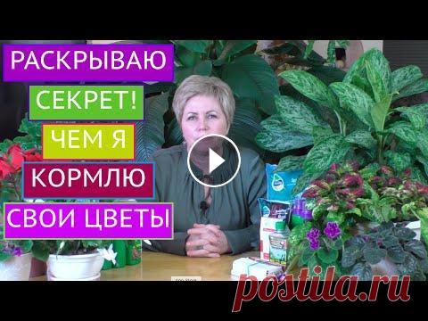 ЛУЧШИЕ ПОДКОРМКИ ДЛЯ ДОМАШНИХ ЦВЕТОВ! ПИТАТЕЛЬНЫЕ КОКТЕЙЛИ НА ЛЮБОЙ КОШЕЛЕК! Я рада всех приветствовать на канале Садовый Гид! Сегодня я хочу поделиться с Вами своими секретами подкормки комнатных цветов. Я расскажу Вам о разли...