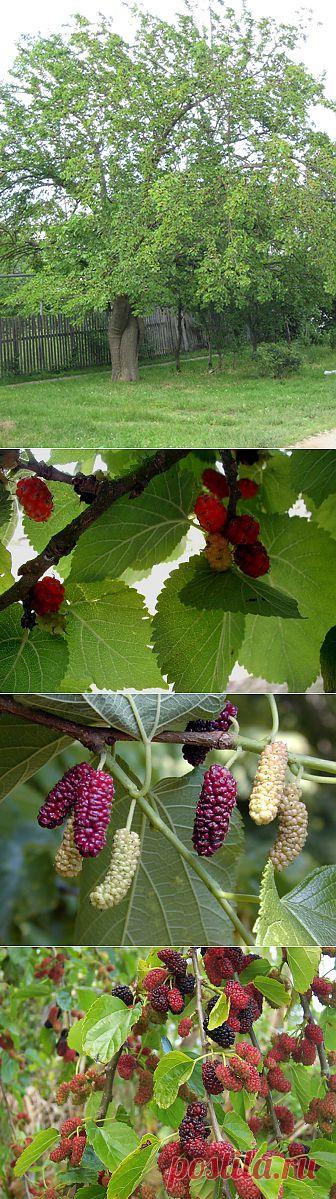 (+1) тема - Шелковица или тутовник | 6 соток