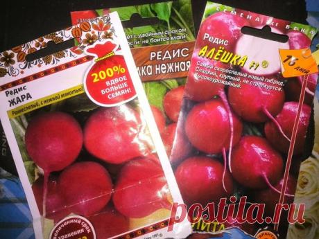 Уникальная посадка редиса осенью в лотки из под яиц | Дачные секреты от Виктории Радзевской | Яндекс Дзен