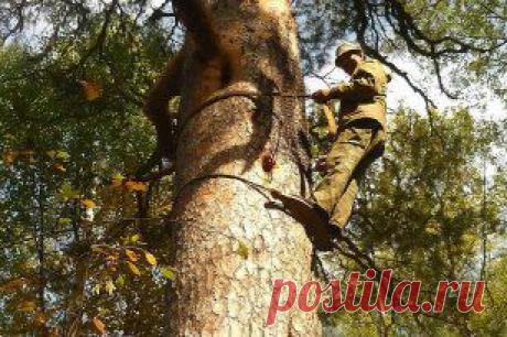 Одноклассники