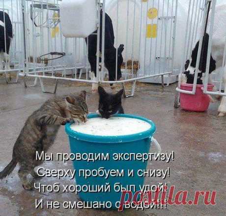 Только для Вас! Самые позитивные котоматрицы....