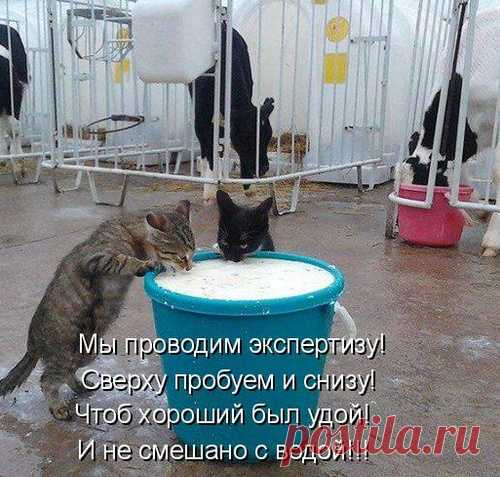 Только для Вас! Самые позитивные котоматрицы....