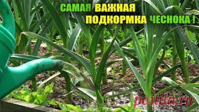 НЕ ПРОПУСТИТЕ ПОСЛЕДНЮЮ ПОДКОРМКУ ЧЕСНОКА ДЛЯ УВЕЛИЧЕНИЯ ГОЛОВКИ